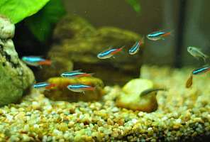 10 видов аквариумных рыб для начинающих