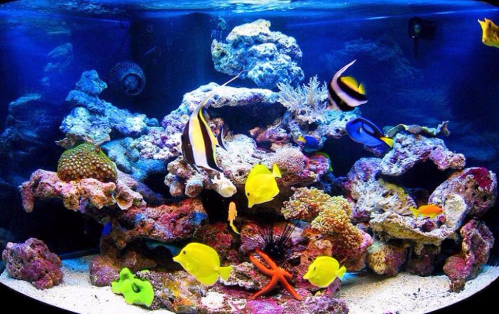 Разовая чистка аквариума