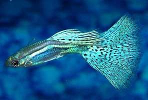 Все известные чистильщики аквариума