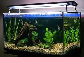 Причины помутнения воды в аквариуме