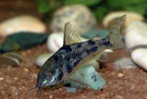 Сомы для аквариумов