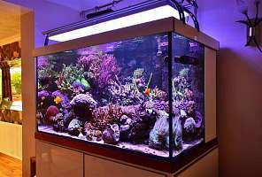 Освещение для домашнего аквариума