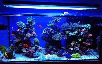 Обслуживание аквариумов