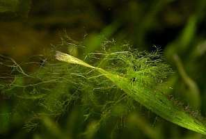 Водоросль Кладофлора – как избавиться?