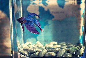 Оформление аквариума: концепции и стили