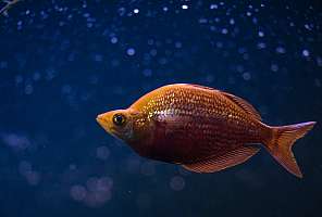 Заводим рыбок. С чего начать?