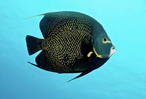 Интересные и неповторимые аквариумные рыбы