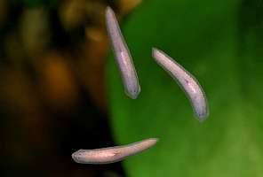 Борьба с аквариумными паразитами